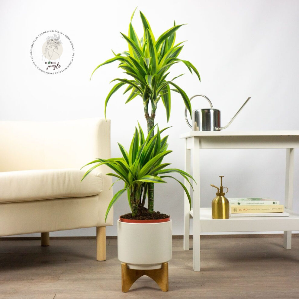 dracena-lemon-lime-homejungle-1-min