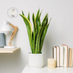 sansevieria-trafiscata-laurentii-homejungleclub