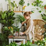 sklep-internetowy-rosliny-doniczkowe-online-homejungleclub