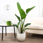 Strelitzia-Nicolai-strelicja-biala-homejungleclub-1