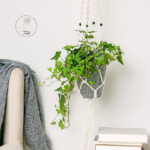 hedera-helix-wonder-bluszcz-homejungleclub