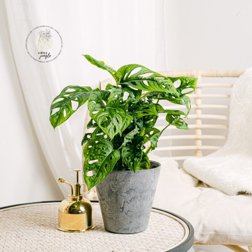 monstera-monkey-mask-homejungleclub