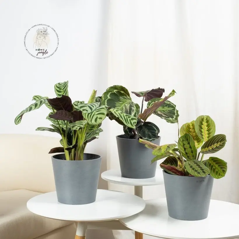 Trio: ozdobne z liści - obrazek 2