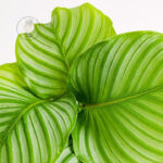 calathea-orbifolia-homejungleclub