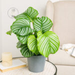 calathea-orbifolia-homejungleclub
