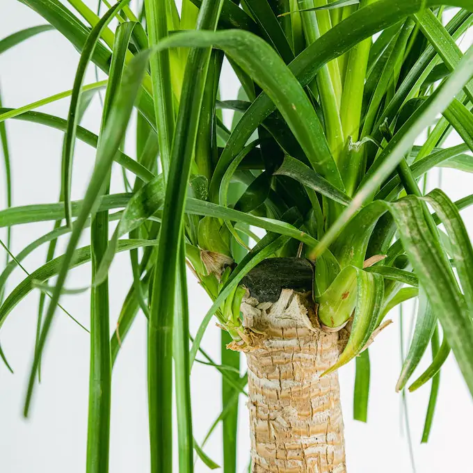 Beaucarnea Stopa Słonia - obrazek 2