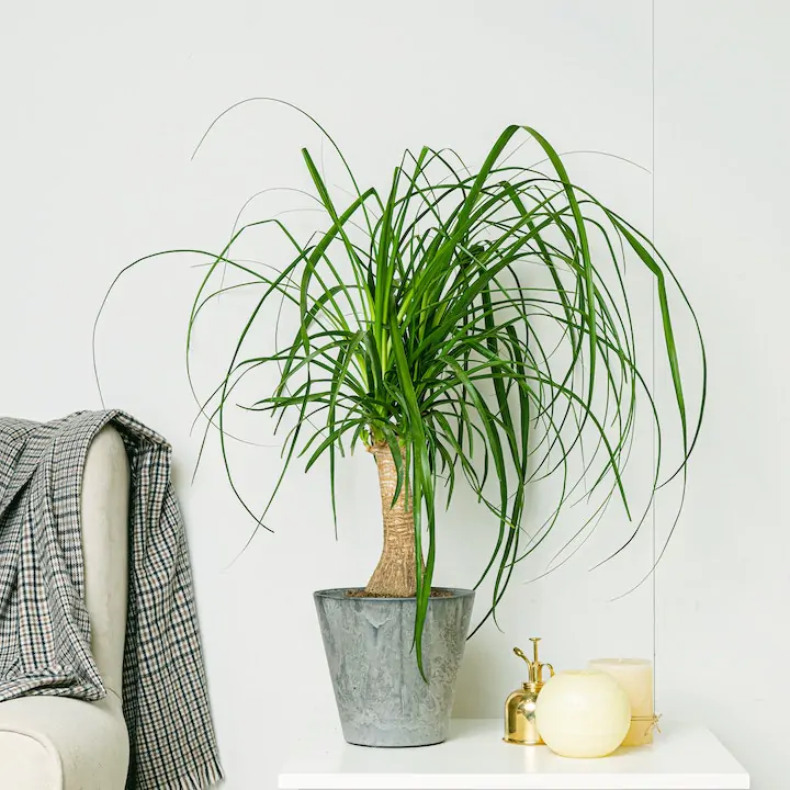 Beaucarnea Stopa Słonia - obrazek 3