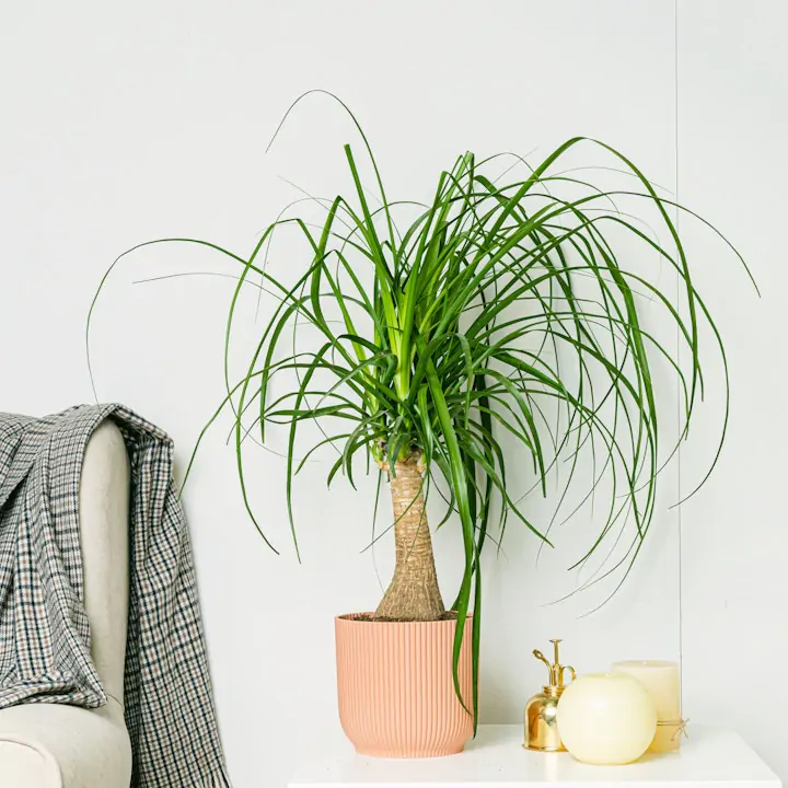 Beaucarnea Stopa Słonia