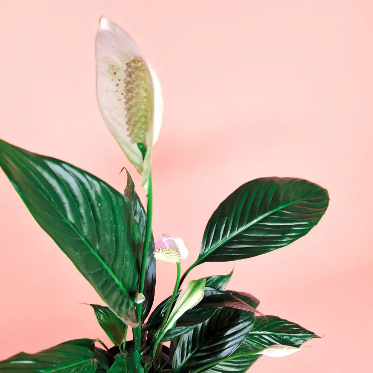 Skrzydłokwiat - obrazek 2