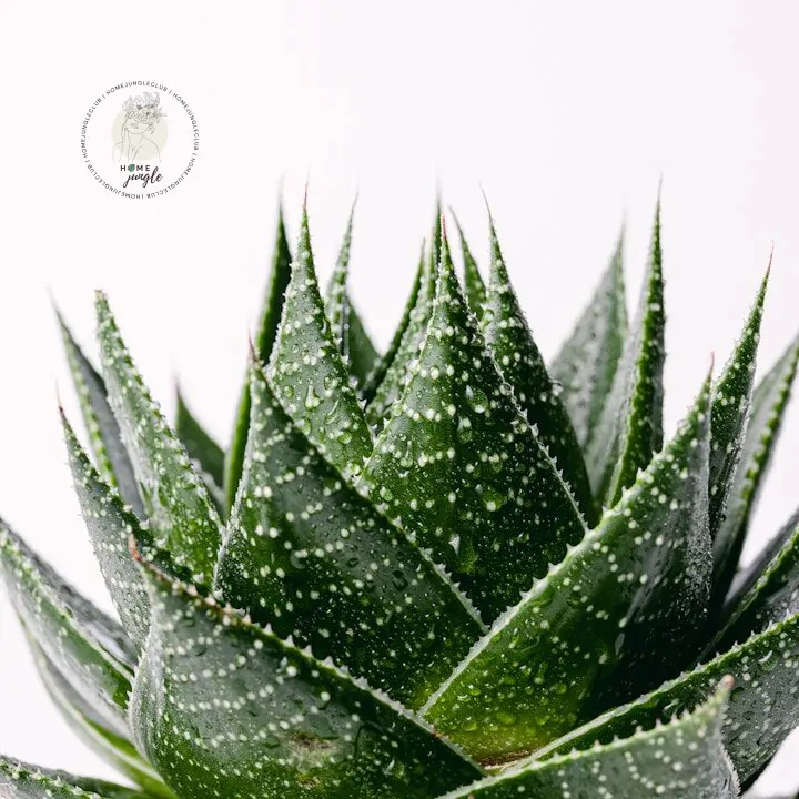 Aloe cosmo - obrazek 2
