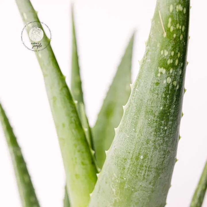 Aloe vera - obrazek 2