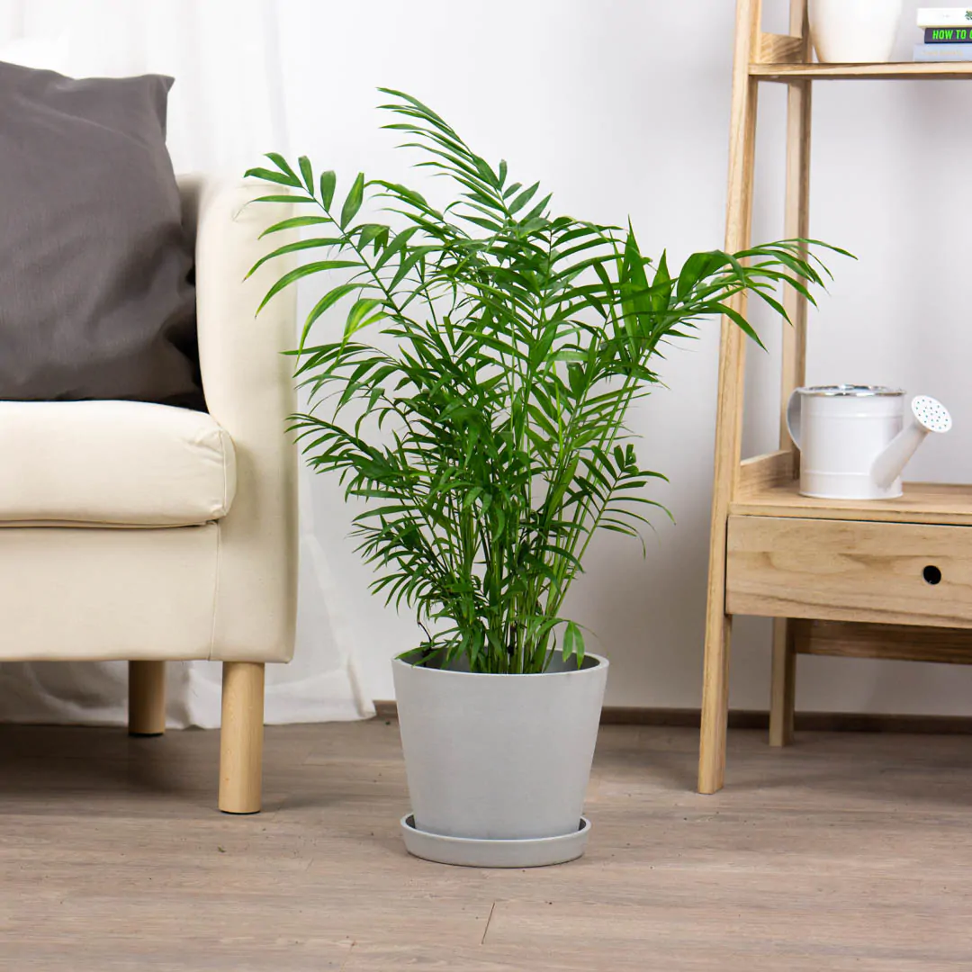 Chamedora wytworna - obrazek 4