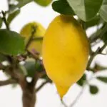 citrus-limon-drzewko-cytrynowe-homejungleclub