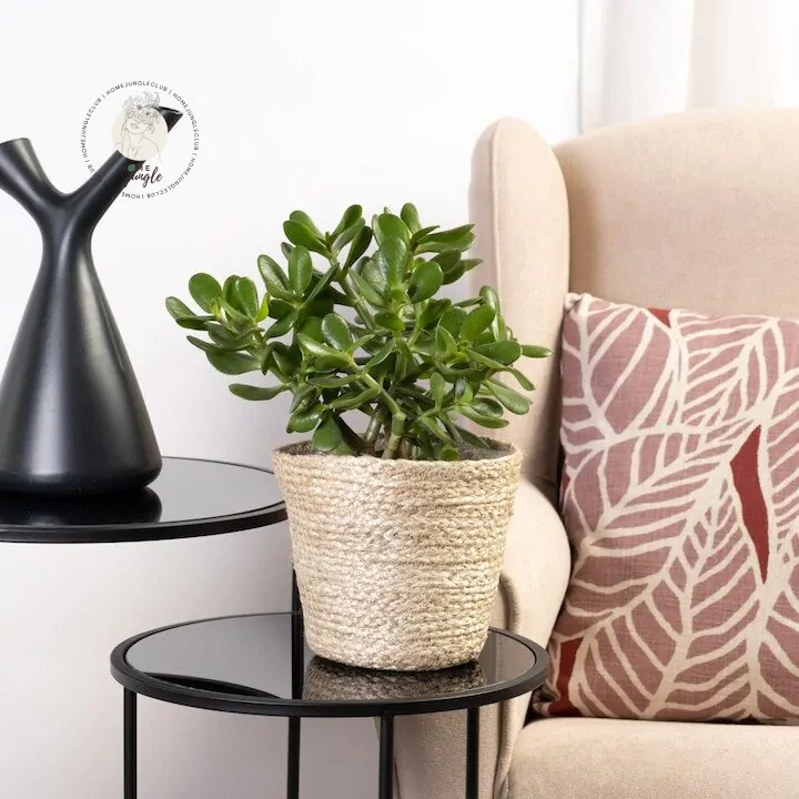 Crassula Drzewko Szczęścia - obrazek 3