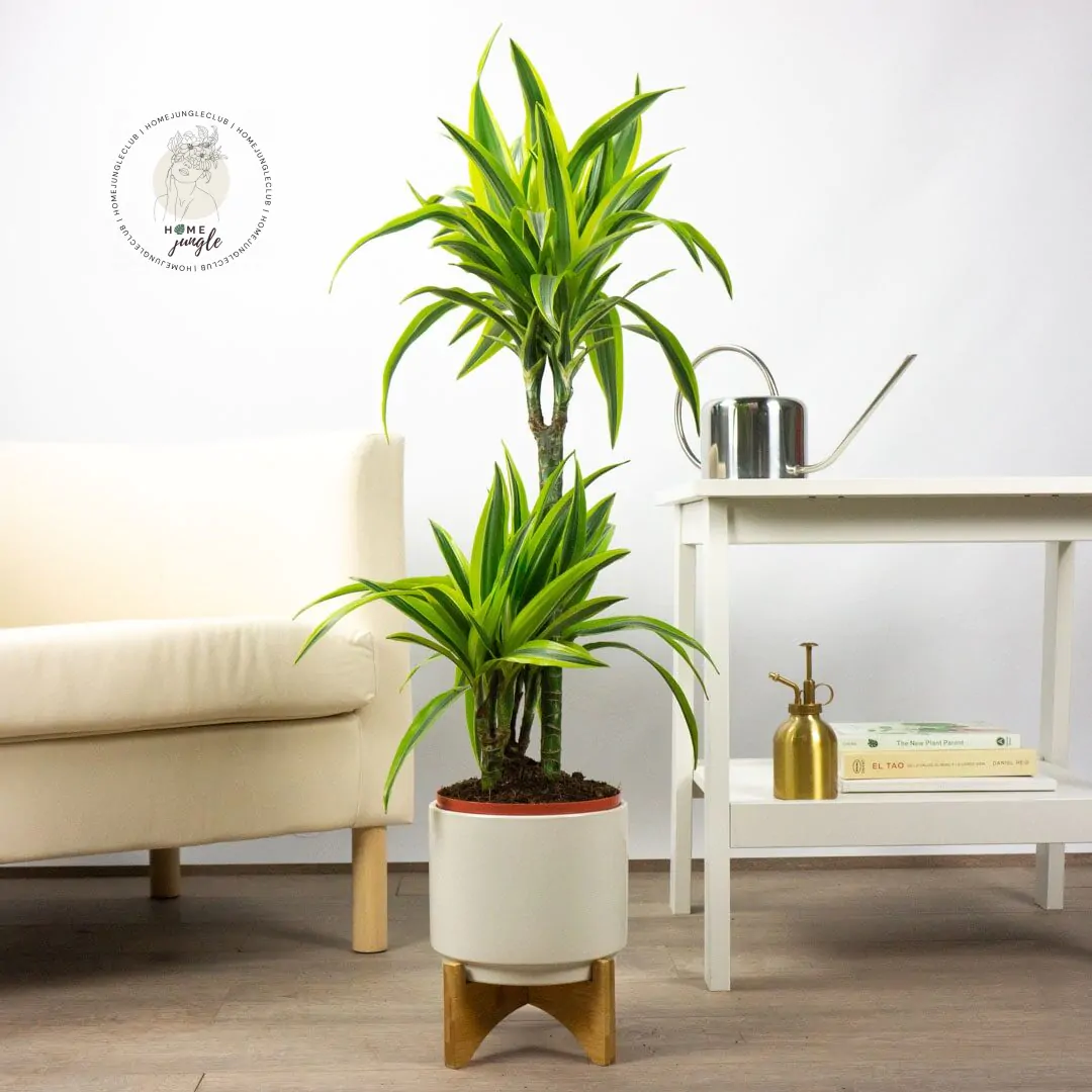 Dracena Lemon Lime