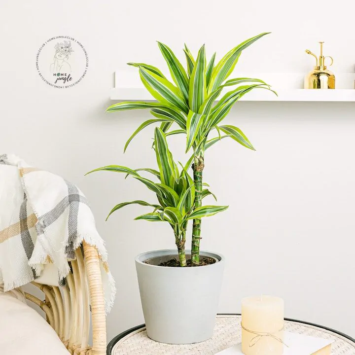 Dracena Lemon Lime - obrazek 3
