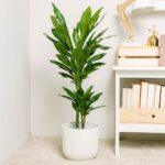 dracena-wonna-dracaena-fragrans-homejungleclub
