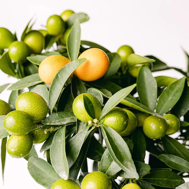 Drzewko pomarańczowe - obrazek 2