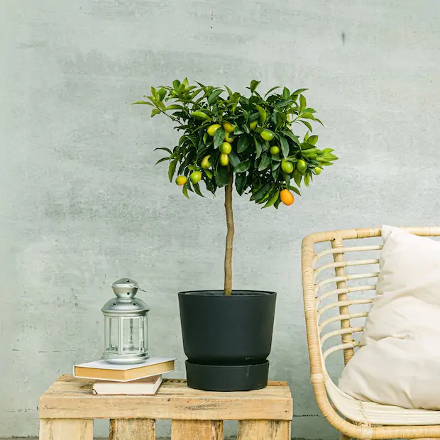 Drzewko pomarańczowe