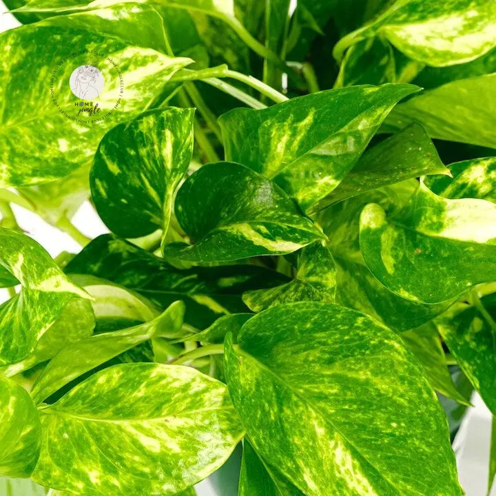 Epipremnum złociste - obrazek 2