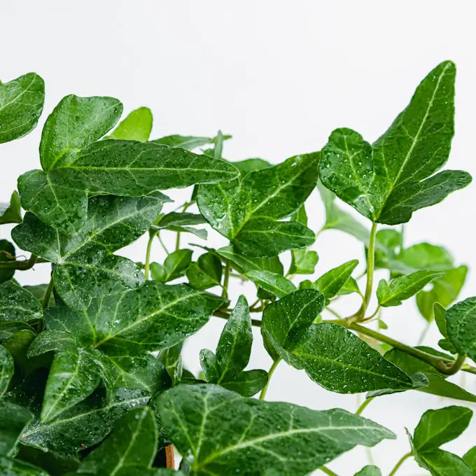 Hedera Bluszcz - obrazek 2