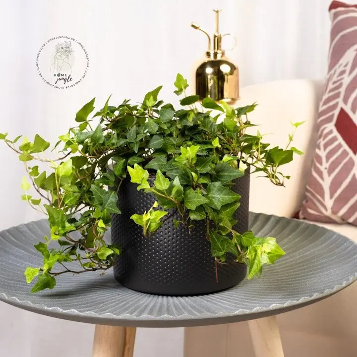 Hedera Bluszcz - obrazek 3