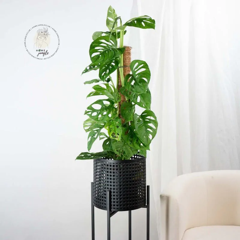 Monstera Monkey Mask