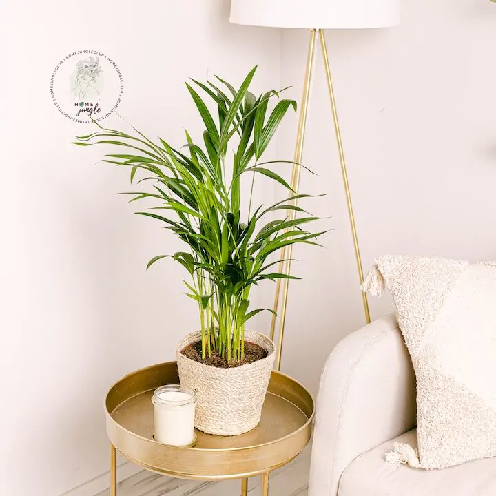 Palma Areka - obrazek 4