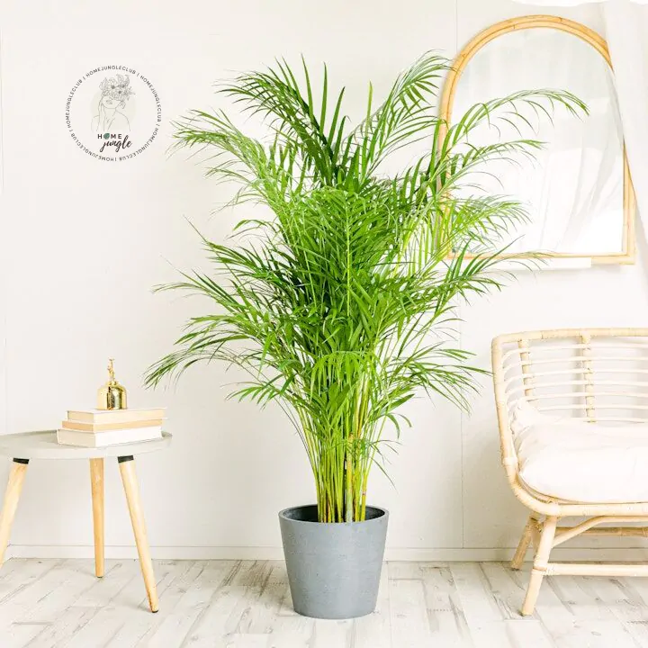Palma Dypsis Lutescens (Dypsis lutescens, Arekové Palmy, Arekovou Palmu, před přímým, před přímým sluncem) Palma Dypsis Lutescens