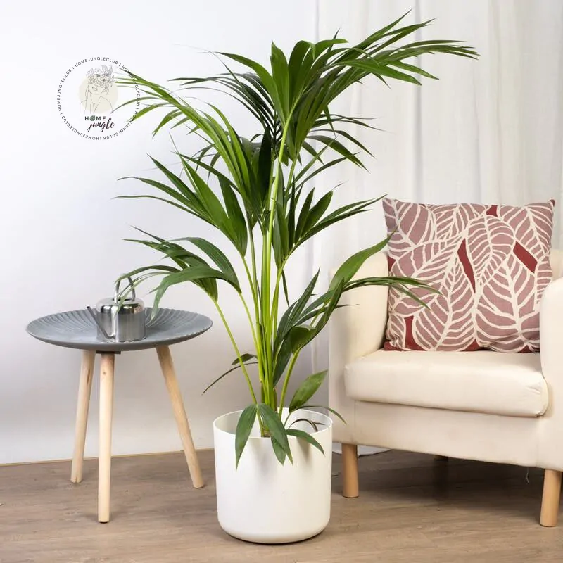 Palma Kentia - obrazek 3