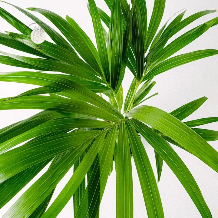 Palma Kentia - obrazek 2