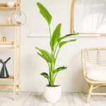 strelitzia-nicolai-homejungleclub-strelicja-2.jpeg