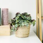 tradescantia-zebrina-trzykrotka-homejungleclub-1.jpeg