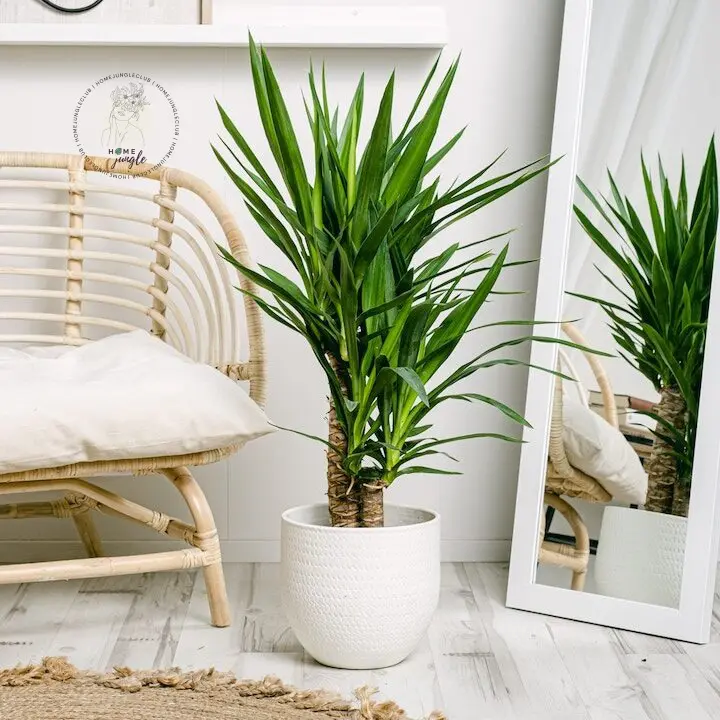 yucca-juka-gwatemalska-homejungleclub-3