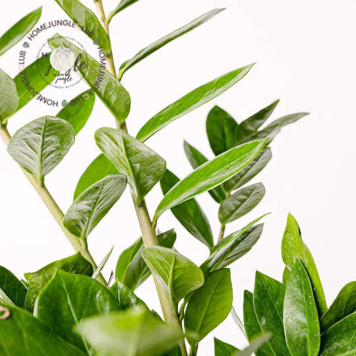 Zamioculcas zamiifolia - obrazek 2